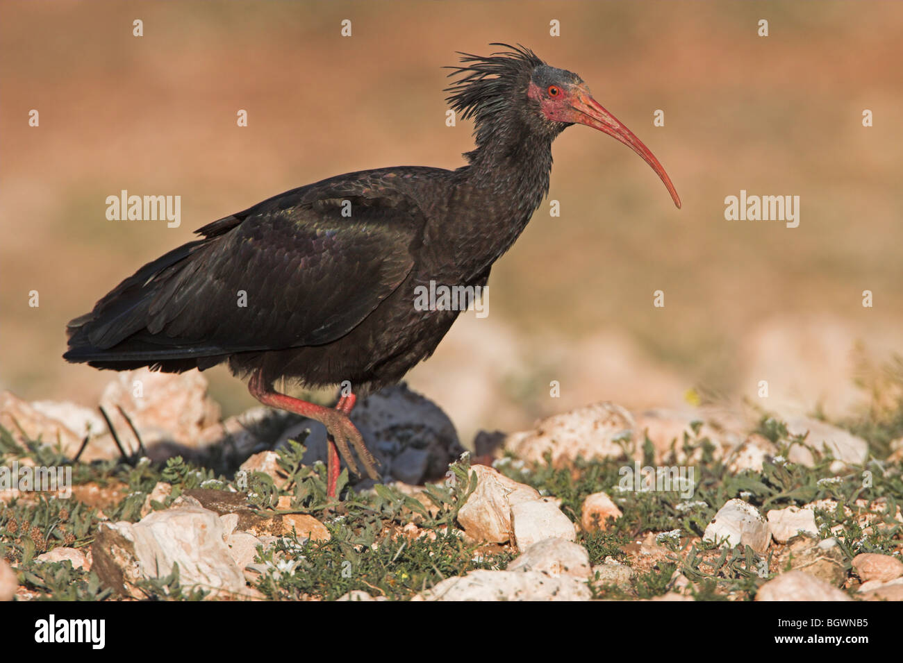Northern Bald Ibis Geronticus eremita Stockfoto