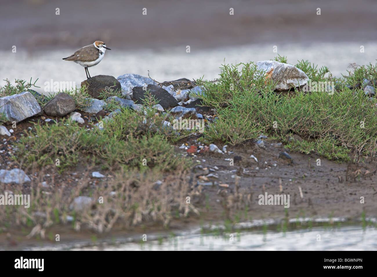 Kentish Plover Charadrius alexandrinus Stockfoto