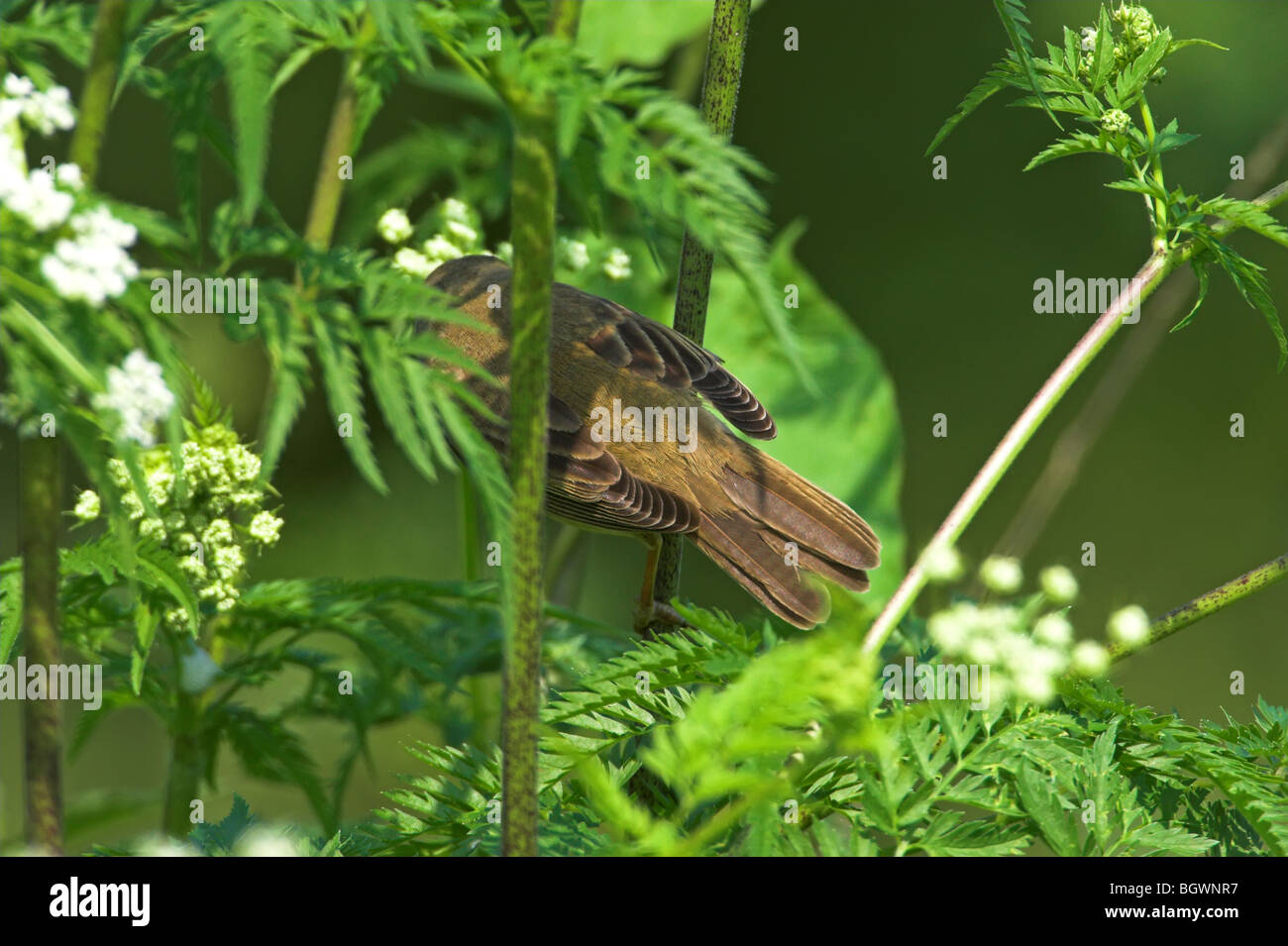 Marsh Warbler Acrocephalus palustris Stockfoto