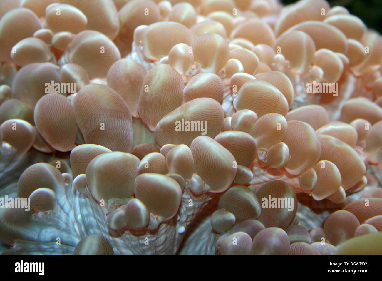 Blase Coral Plerogyra sinuosa Stockfoto