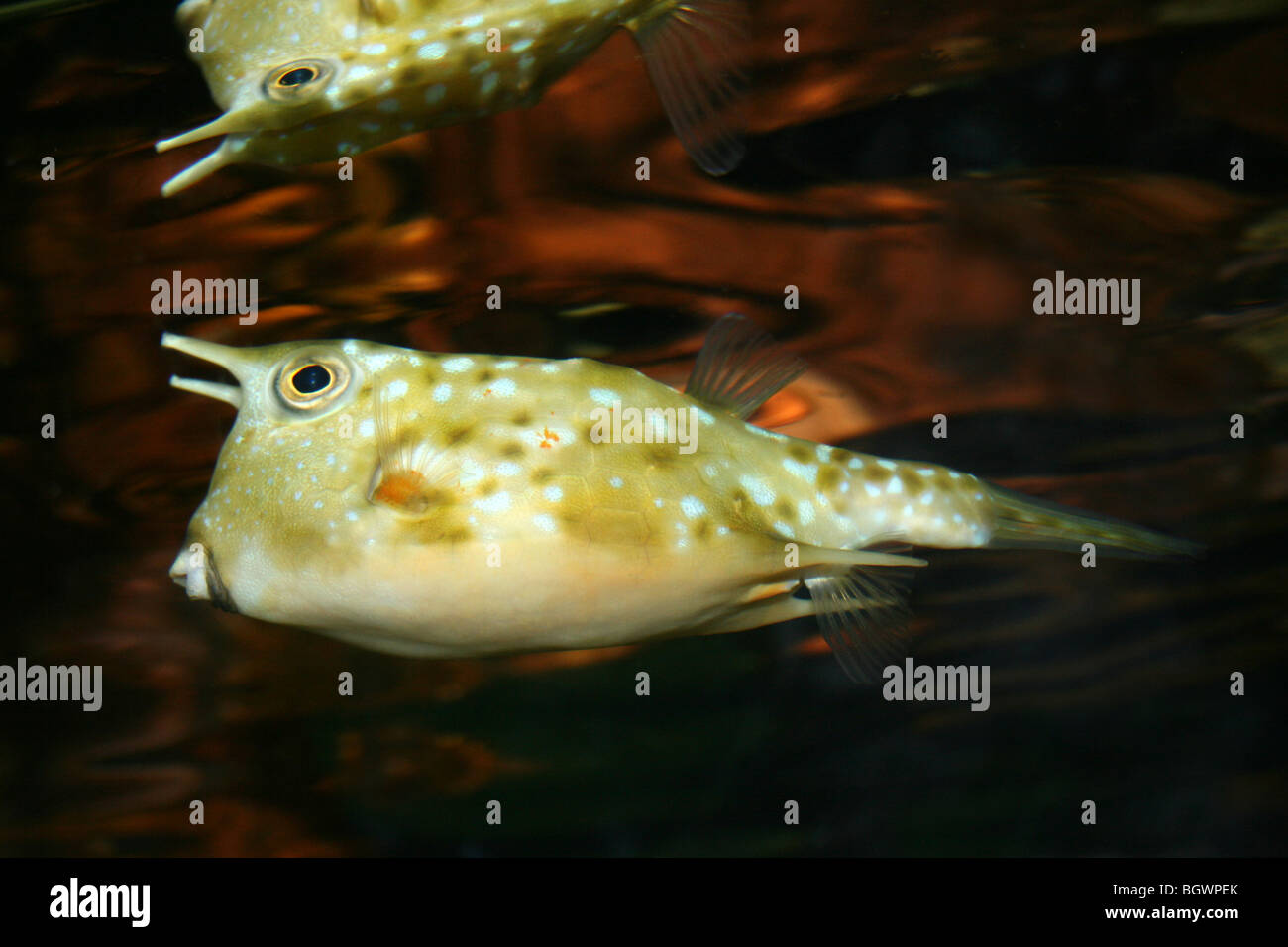 Langen Hörnern Cowfish Lactoria cornuta Stockfoto