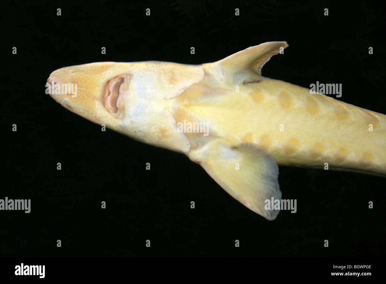 Unterseite eines Hais Stockfoto