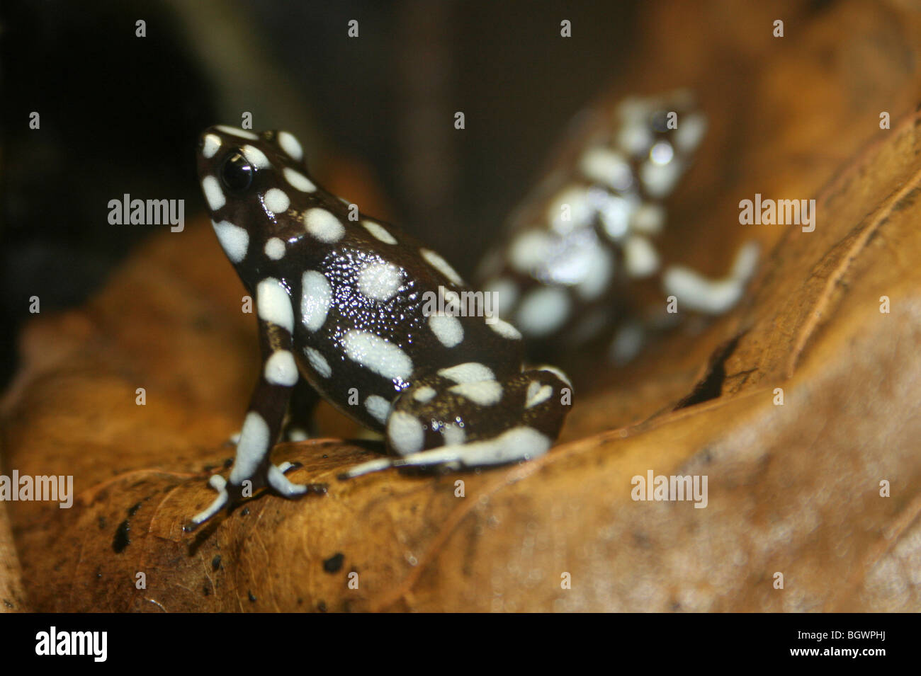 Marañón Poison Dart Frog Dendrobates Mysteriosus Farbe Morph Stockfoto