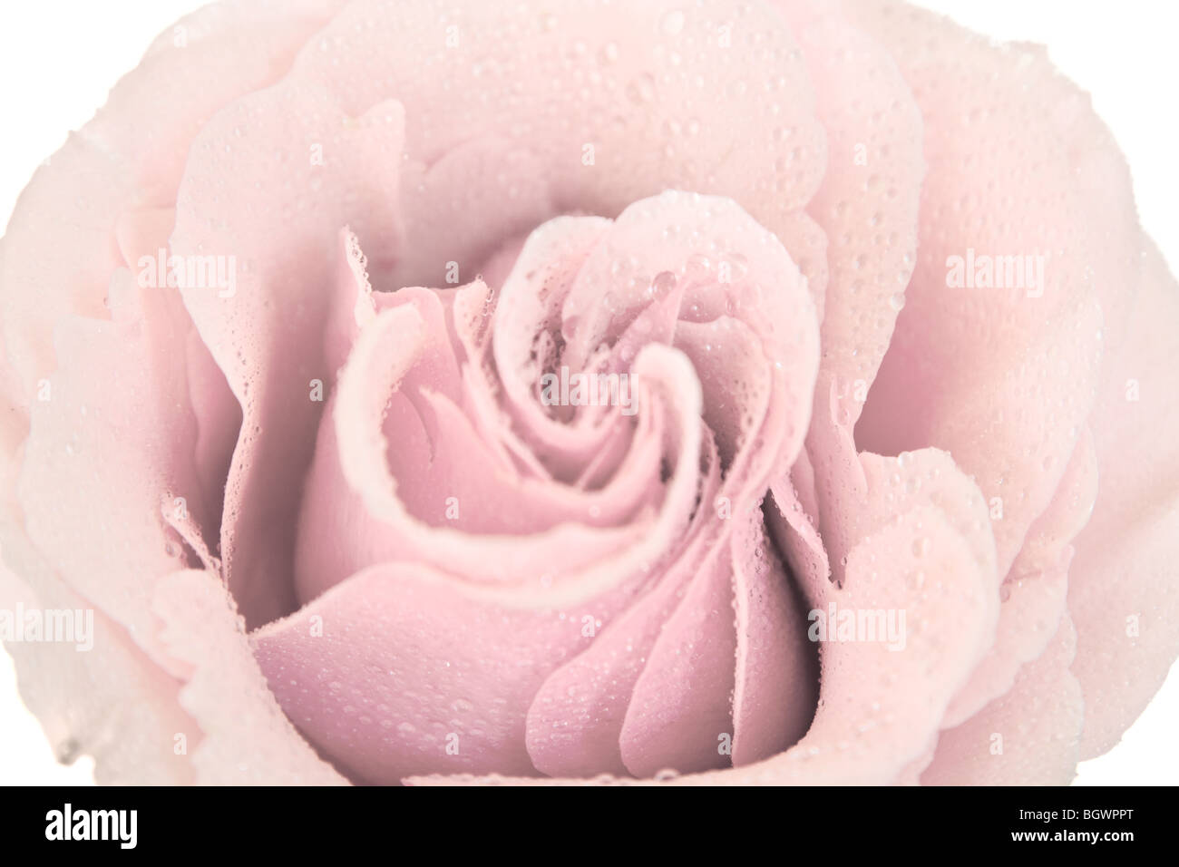 getönte rosa Rose auf einem weißen Hintergrund isoliert Stockfoto