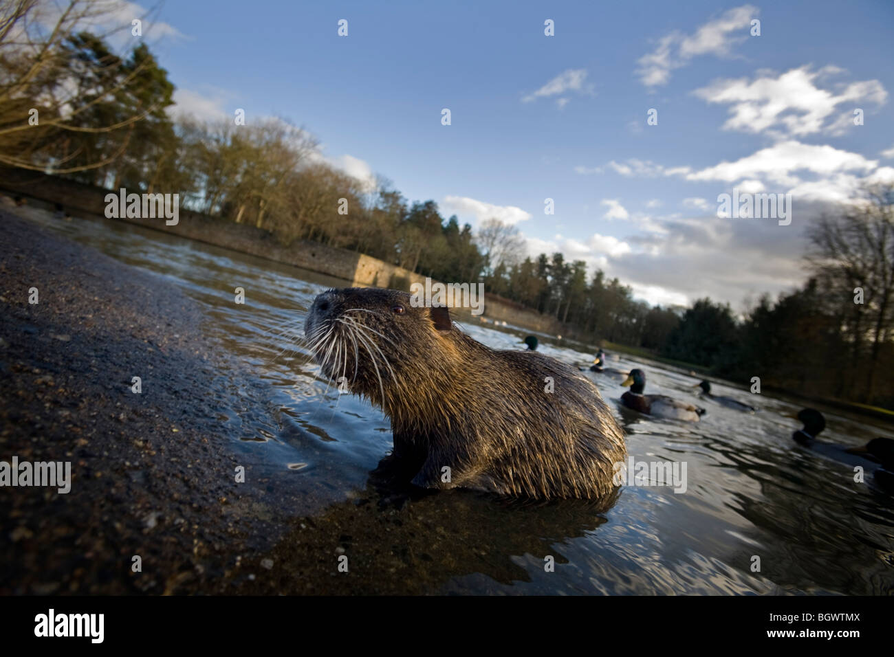 Einen Erwachsenen Nutrias (Biber brummeln) durch einen Fluss im Winter (Vichy - Frankreich). Ragondin daumendick au Bord d ' un Cours d ' eau, En Hiver. Stockfoto