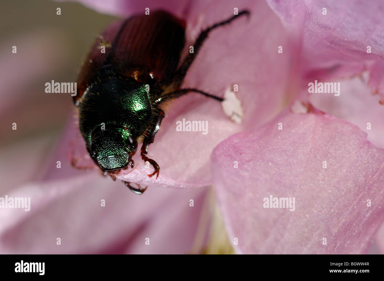 Garten-Chafer Essen Blume Blütenblatt in s Garten Stockfoto