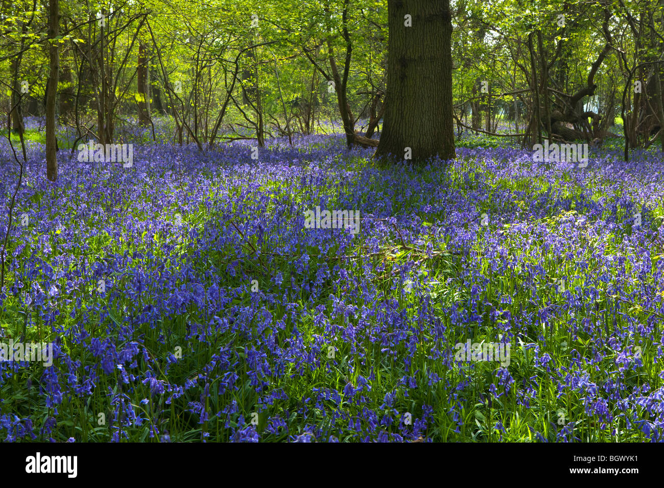 Ein Teppich aus Glockenblumen in einem Waldgebiet in Sonnenlicht getaucht Stockfoto