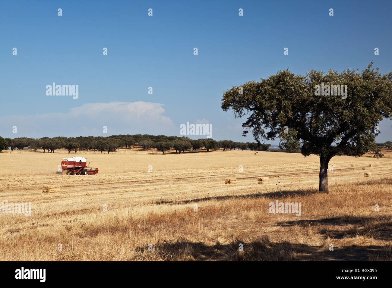 Ernte Weizen-Felder in der Region Alentejo Portugal Stockfoto