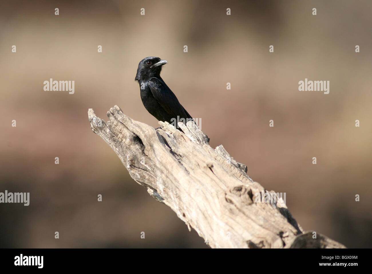 Schwarz-Drongo (Dicrurus Macrocercus) bei Ranthambhore Tiger reserve, Indien. Stockfoto