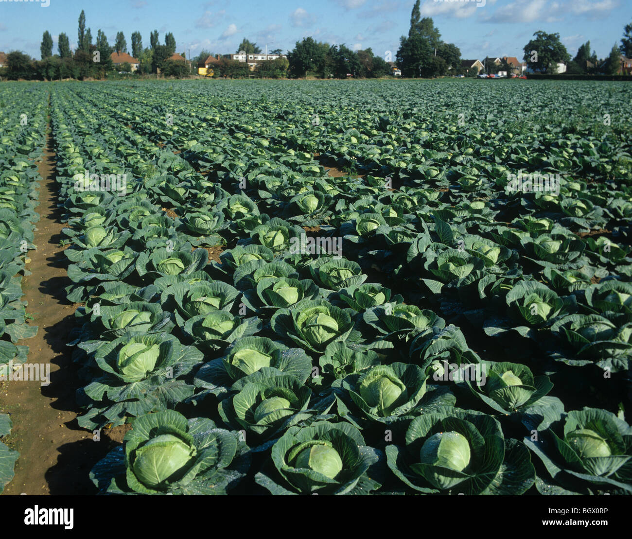 Reifen Primo Kohl Ernte in der Gärtnerei in Berkshire Stockfoto