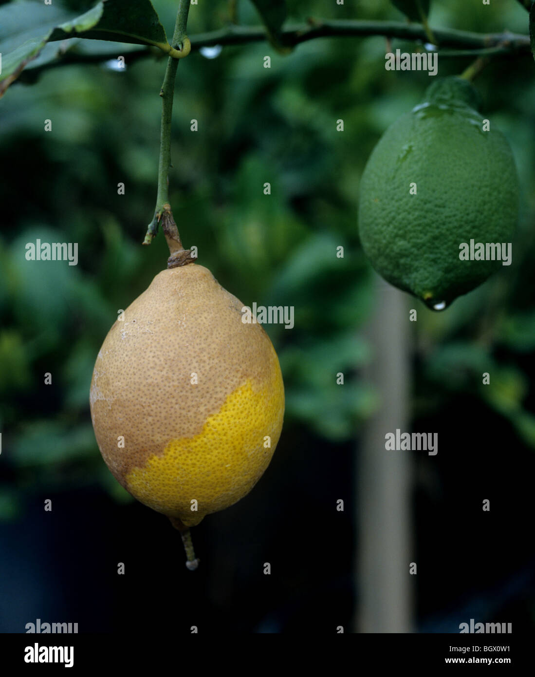 PhytophthoraFruchtfäule (Phytophthora Citrophthora) auf Reife Zitrone