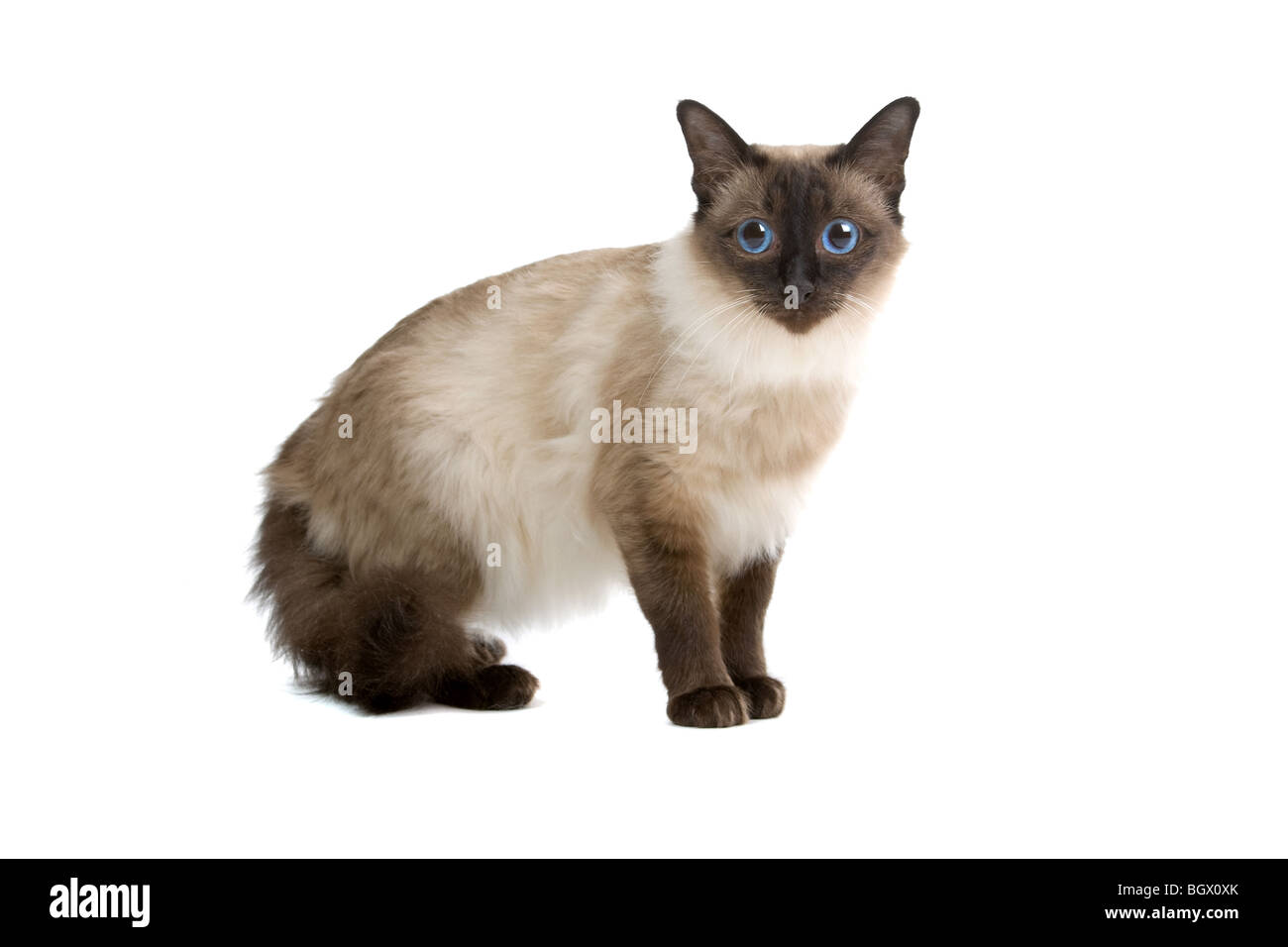 Birmanese Katze isoliert auf weißem Hintergrund Stockfoto