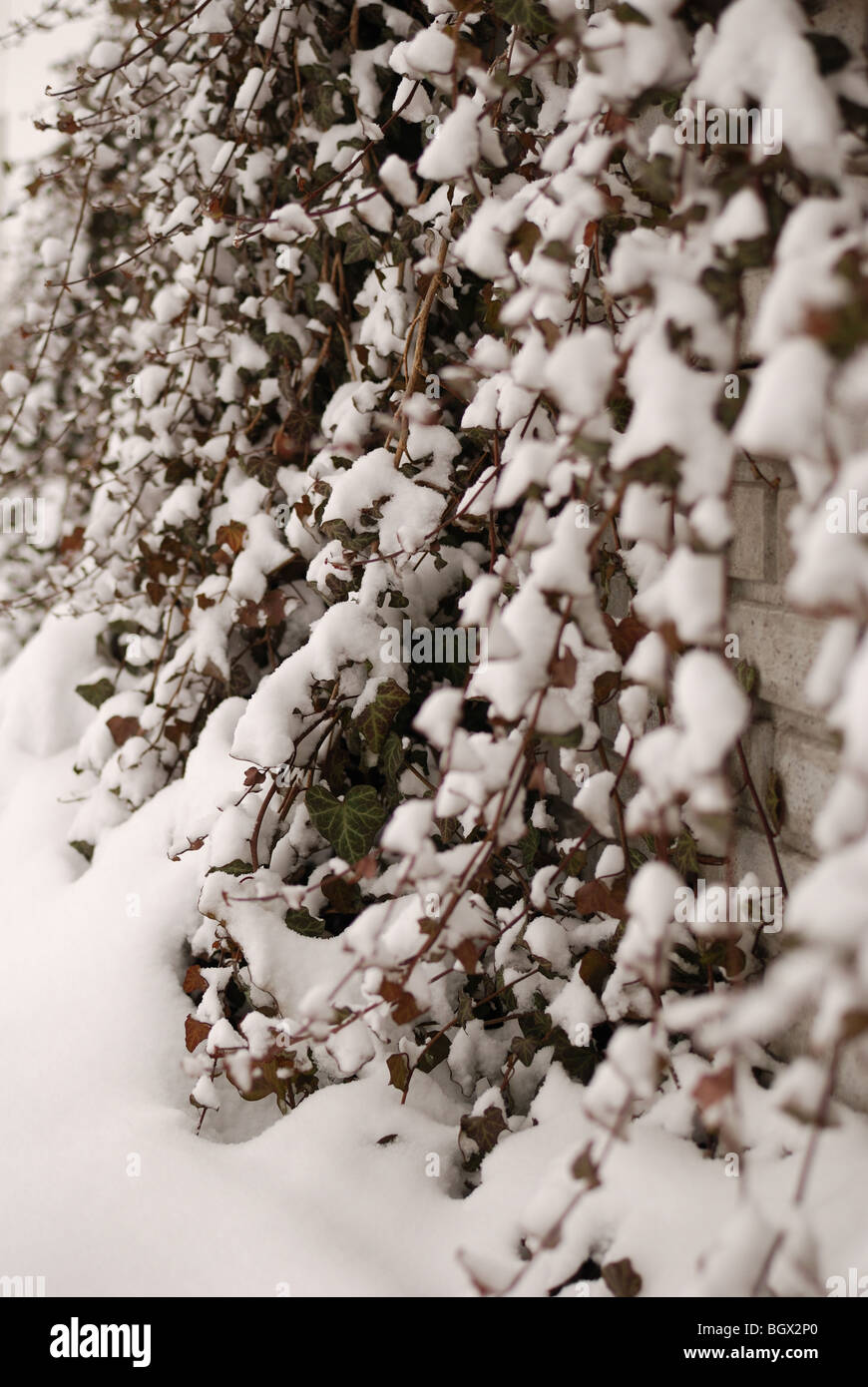 Efeu (Hedera Helix) im Winter im Schnee Stockfotografie - Alamy