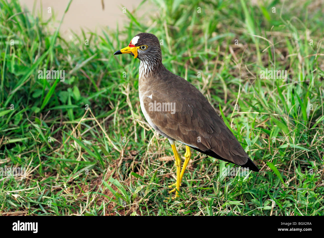 Afrikanische Flecht-Kiebitz, Senegal Flecht-Regenpfeifer (Vanellus Senegallus), Lake Mburo National Park, Uganda, Ostafrika Stockfoto