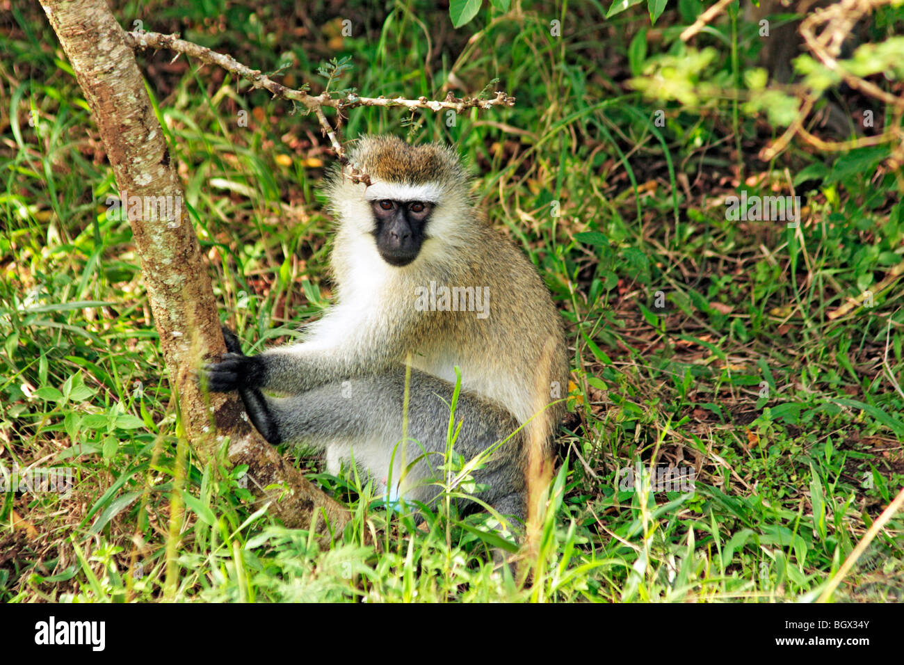 Vervet Affen (grüne Aethiops), Lake Mburo National Park, Uganda, Ostafrika Stockfoto