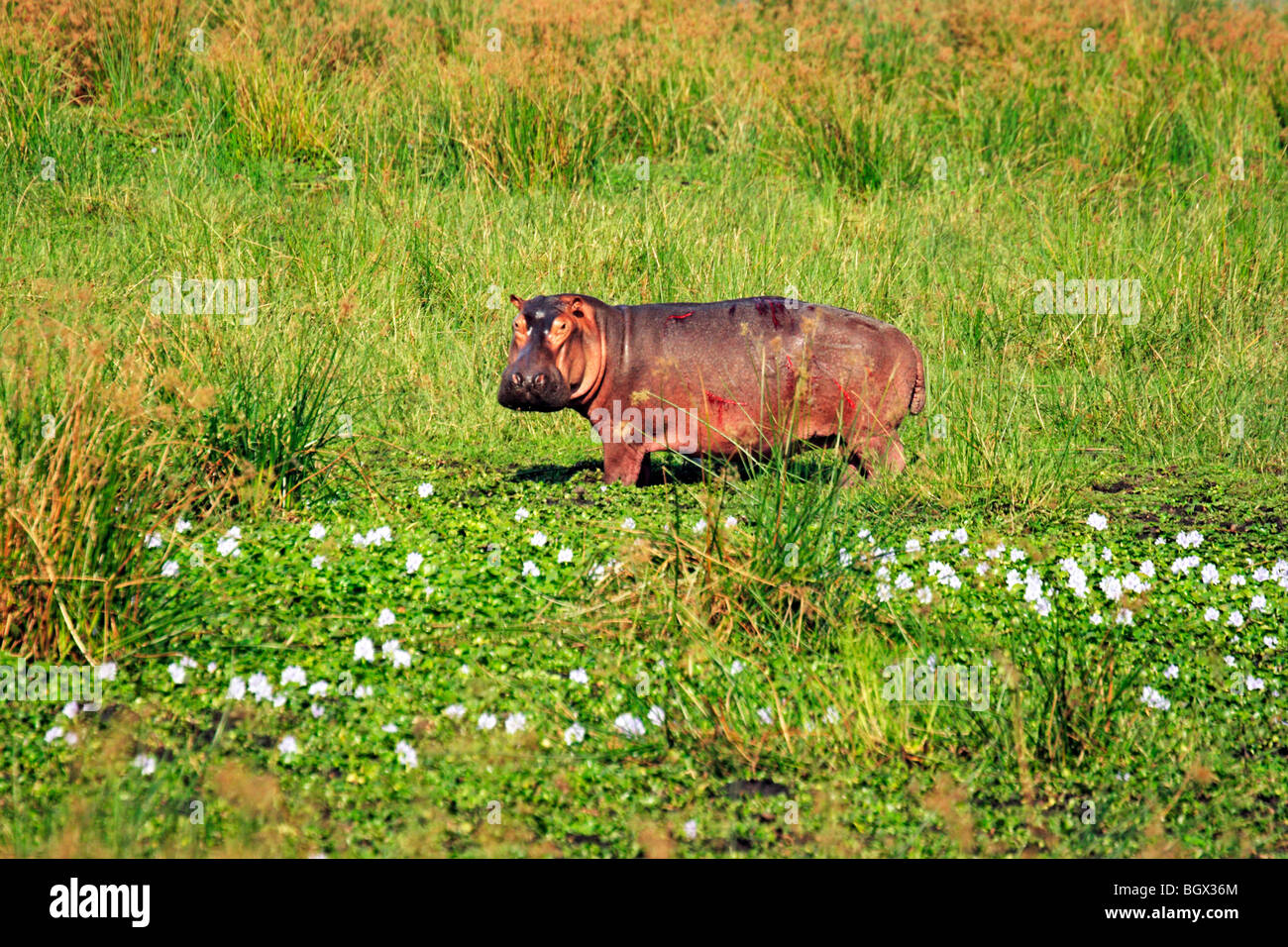 Flusspferd (Hippopotamus Amphibius), Murchison Falls Conservation Area, Uganda, Afrika Stockfoto