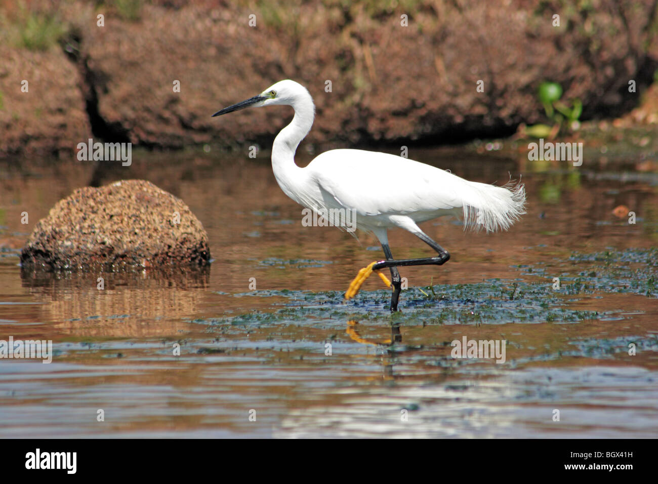 Wasservogel, Lake Mburo National Park, Uganda, Afrika Stockfoto