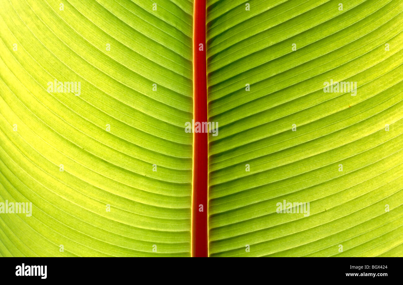 Nahaufnahme der Venen auf einem Palmwedel mit Hintergrundbeleuchtung Stockfoto