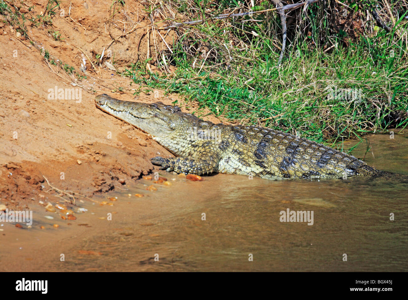 Krokodil, Murchison Falls Conservation Area, Uganda, Afrika Stockfoto