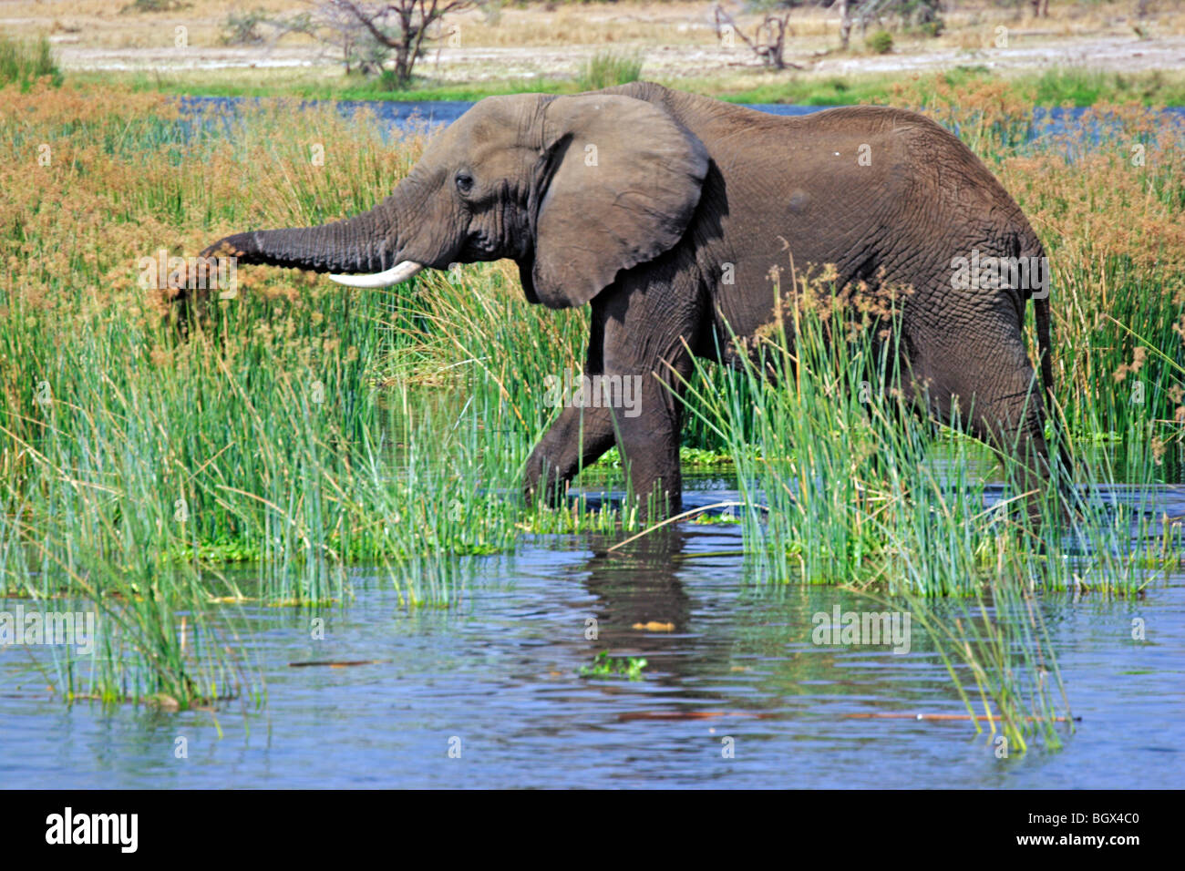 Afrikanischer Elefant (Loxodonta Africana), Murchison Falls National Park, Uganda, Ostafrika Stockfoto