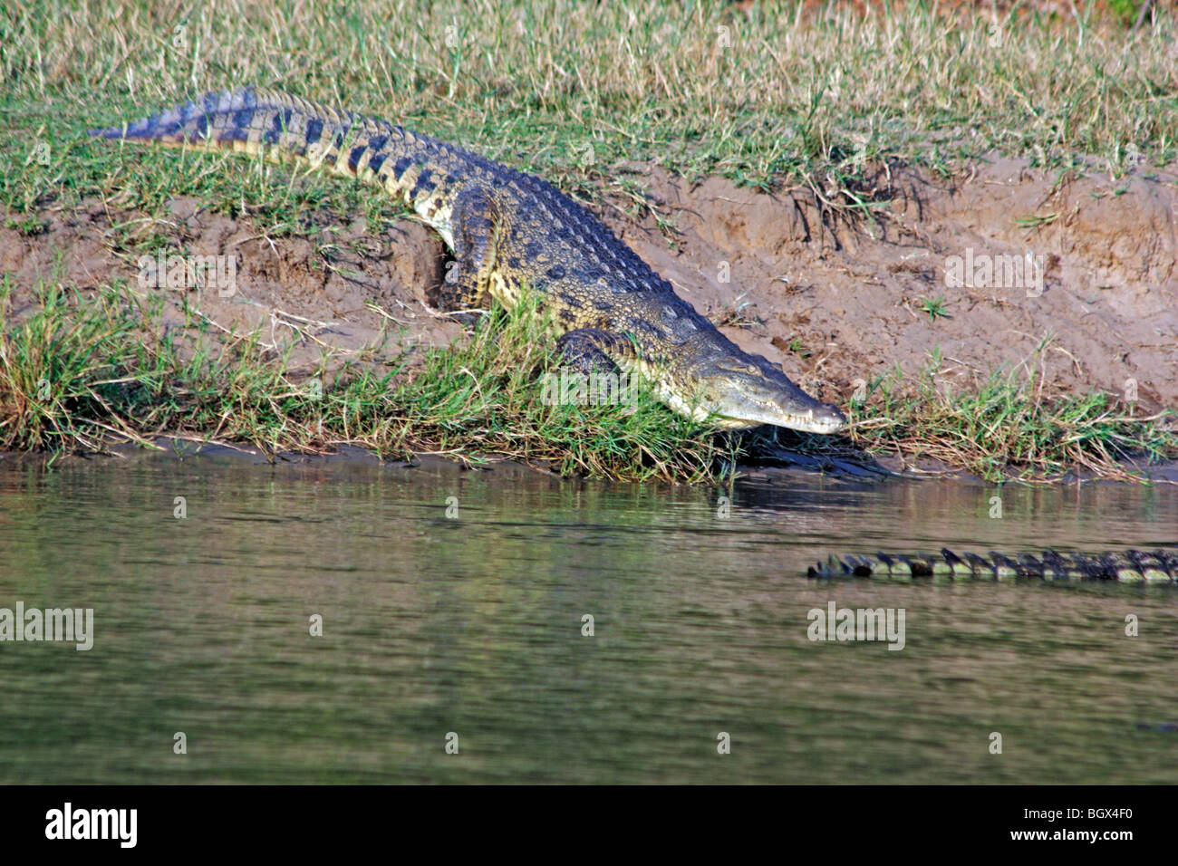 Krokodil, Murchison Falls National Park, Uganda, Ostafrika Stockfoto