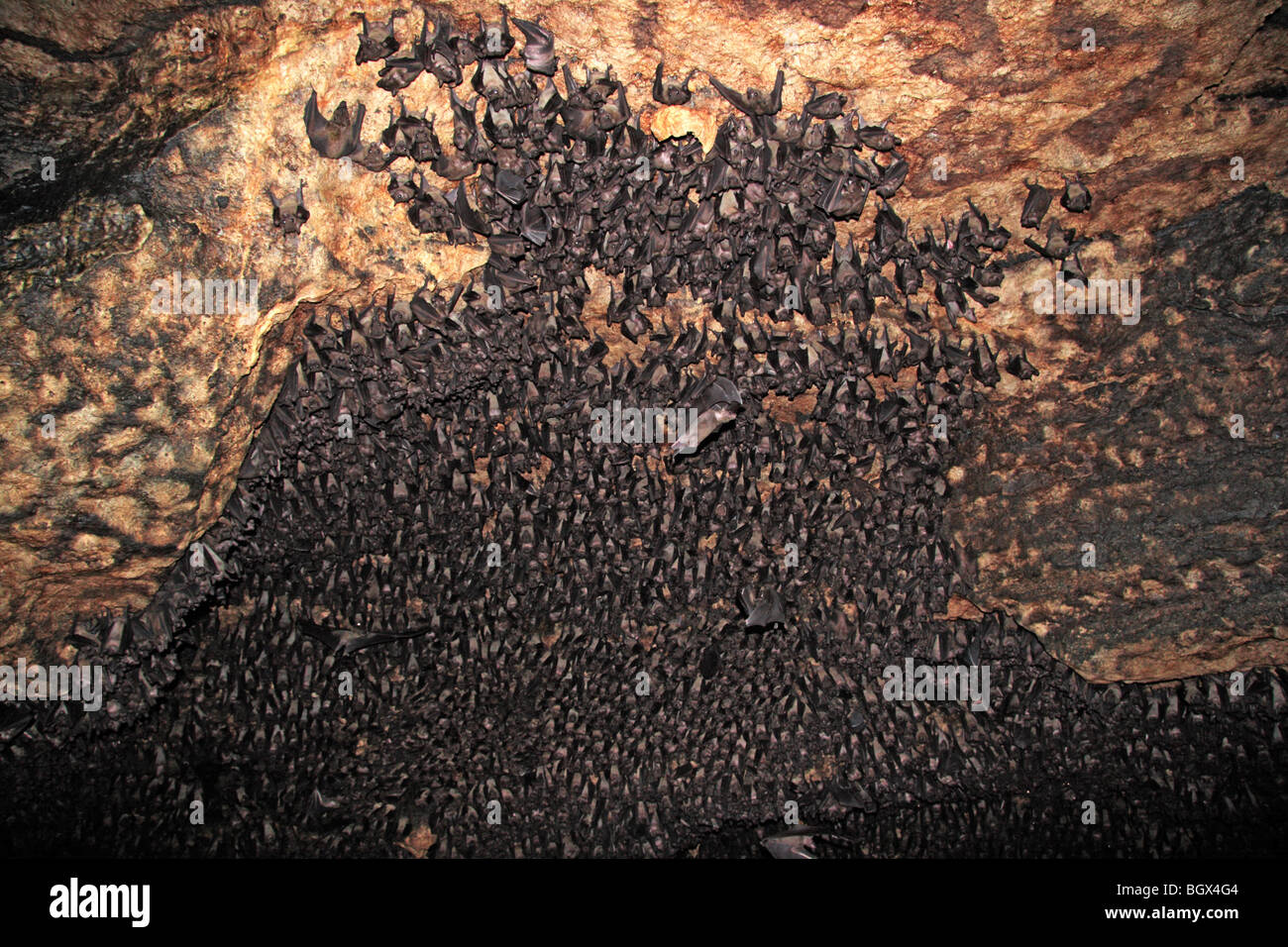 Fledermäuse Kolonie, Maramagambo Forest, Queen Elizabeth National Park, Uganda, Ostafrika Stockfoto