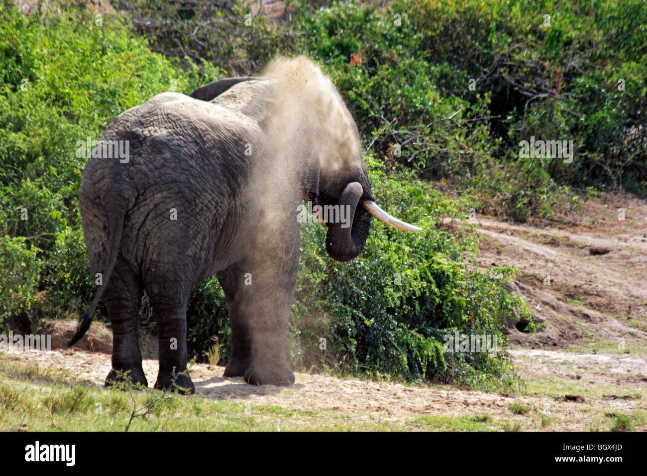 Elefant (Loxodonta Africana), Hütte-Kanal, Queen Elizabeth National Park Uganda, Ostafrika Stockfoto