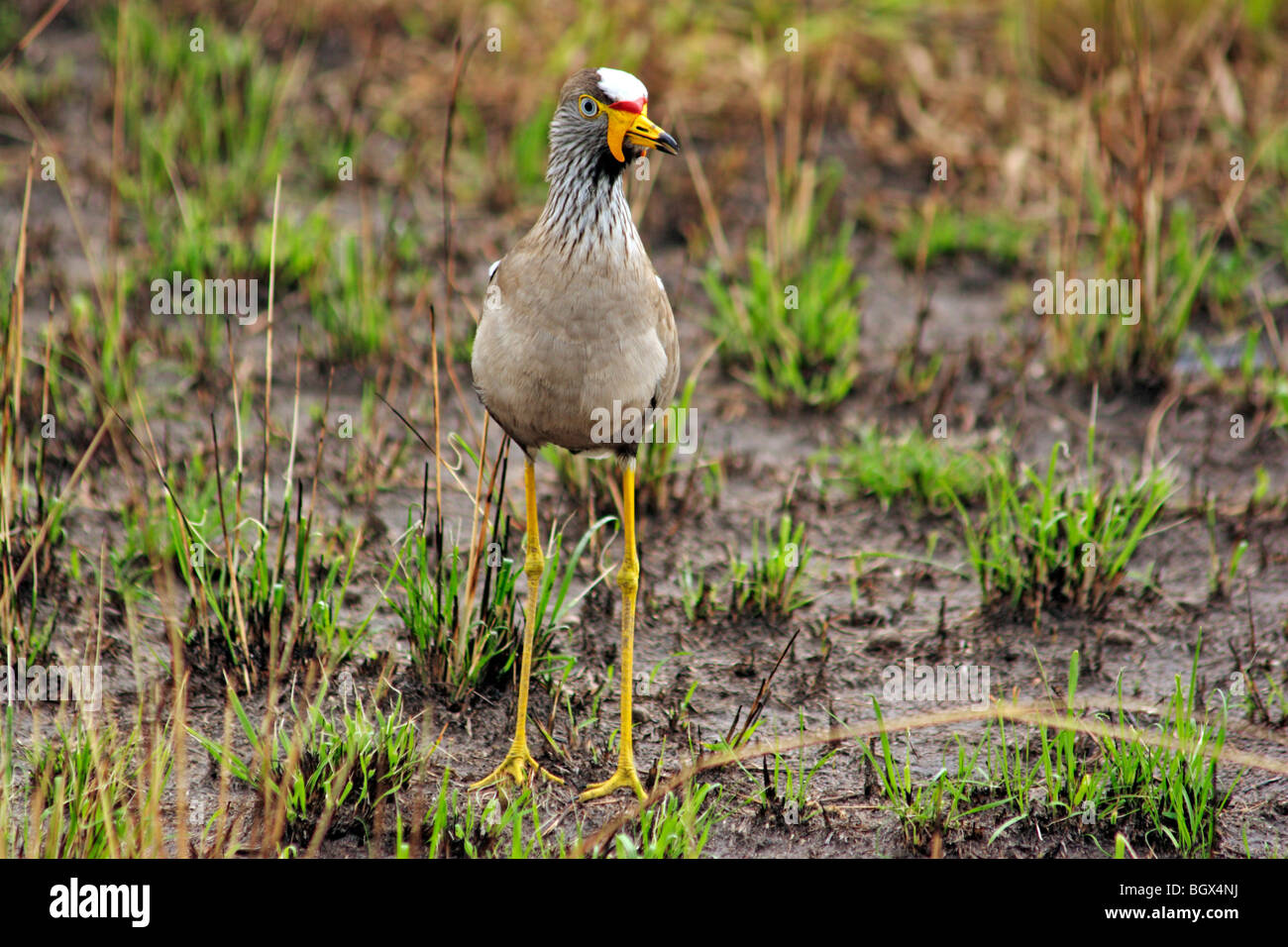 Afrikanische Flecht-Kiebitz, Senegal Flecht-Regenpfeifer (Vanellus Senegallus), Queen Elizabeth National Park, Uganda, Ostafrika Stockfoto