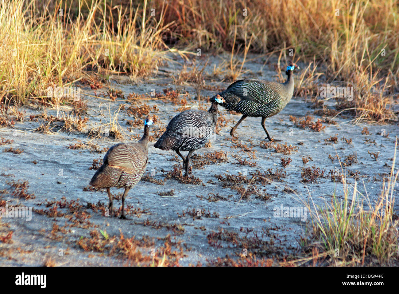 Behelmte Perlhühner (Numida Meleagris), Queen Elizabeth National Park, Uganda, Ostafrika Stockfoto