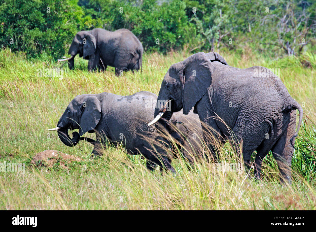Afrikanischer Elefant (Loxodonta Africana), Murchison Falls Conservation Area, Uganda, Afrika Stockfoto