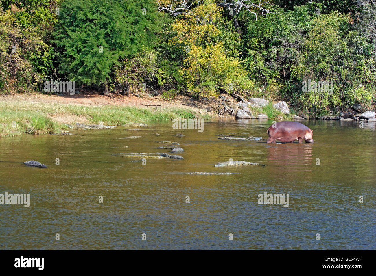 Flusspferd (Hippopotamus Amphibius), Murchison Falls Conservation Area, Uganda, Afrika Stockfoto