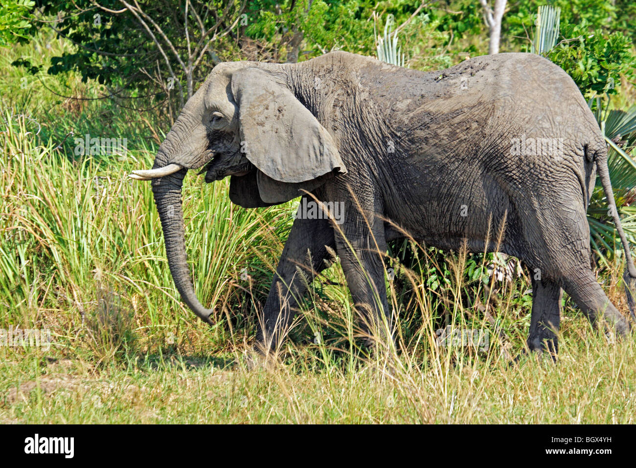 Afrikanischer Elefant (Loxodonta Africana), Murchison Falls Conservation Area, Uganda, Afrika Stockfoto