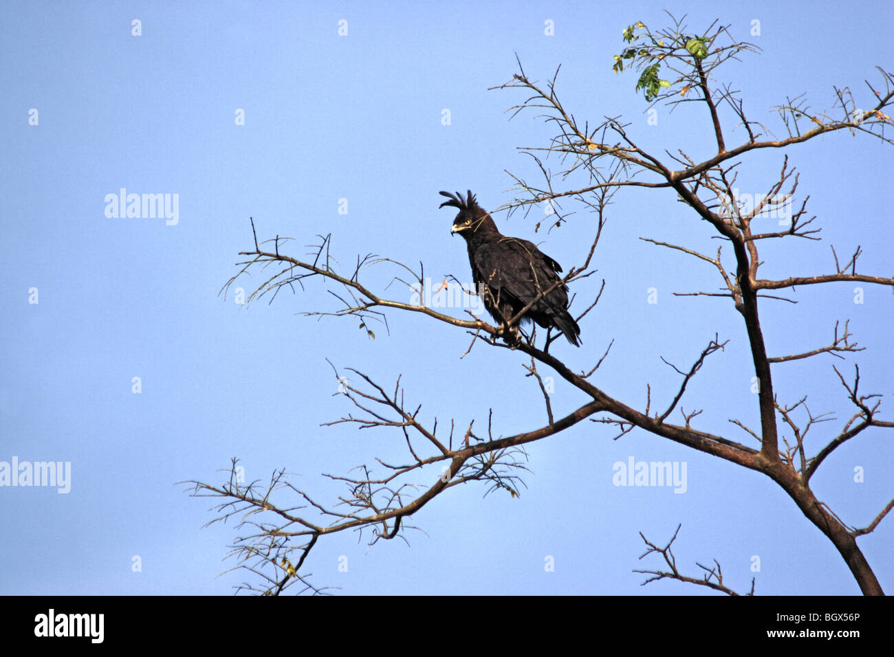 Vogel, Bigodi Wetland Heiligtum, Uganda, Ostafrika Stockfoto