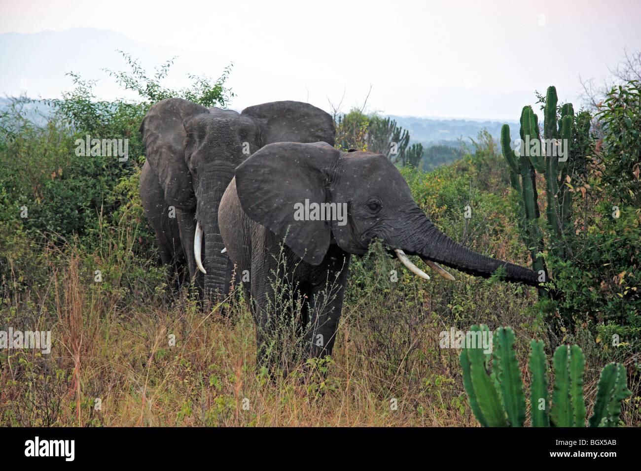 Elefant (Loxodonta Africana), Queen Elizabeth National Park, Uganda, Ostafrika Stockfoto