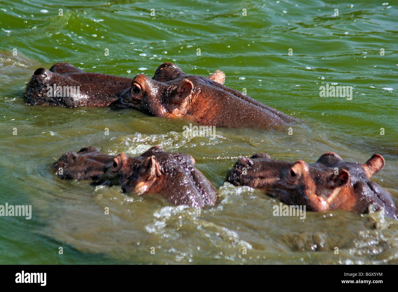 Flusspferde (Hippopotamus Amphibius), Hütte Channel, Queen Elizabeth National Park, Uganda, Ostafrika Stockfoto