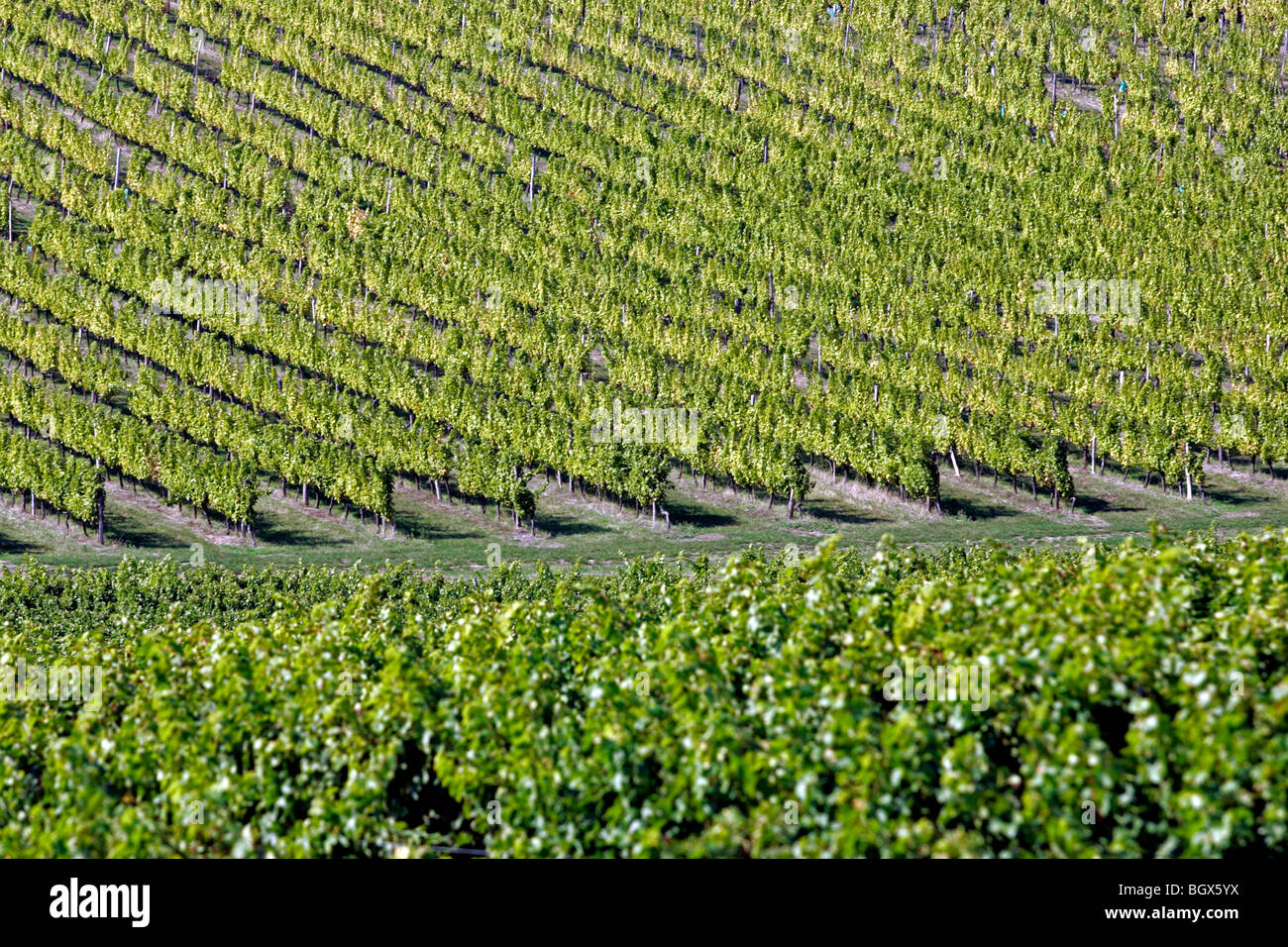Semillon Wein Trauben im Weinberg Monbazillac Dordogne Aquitanien Frankreich Europa Reben Landwirtschaft Reisen Reiseziel Stockfoto