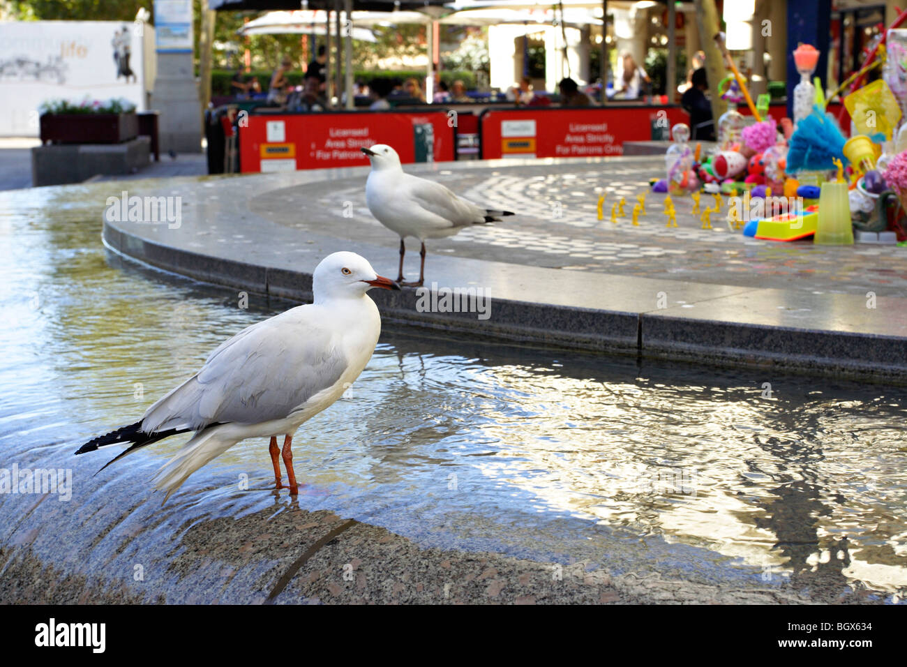 Vögel an einem öffentlichen Platz in Perth, Western Australia. Stockfoto