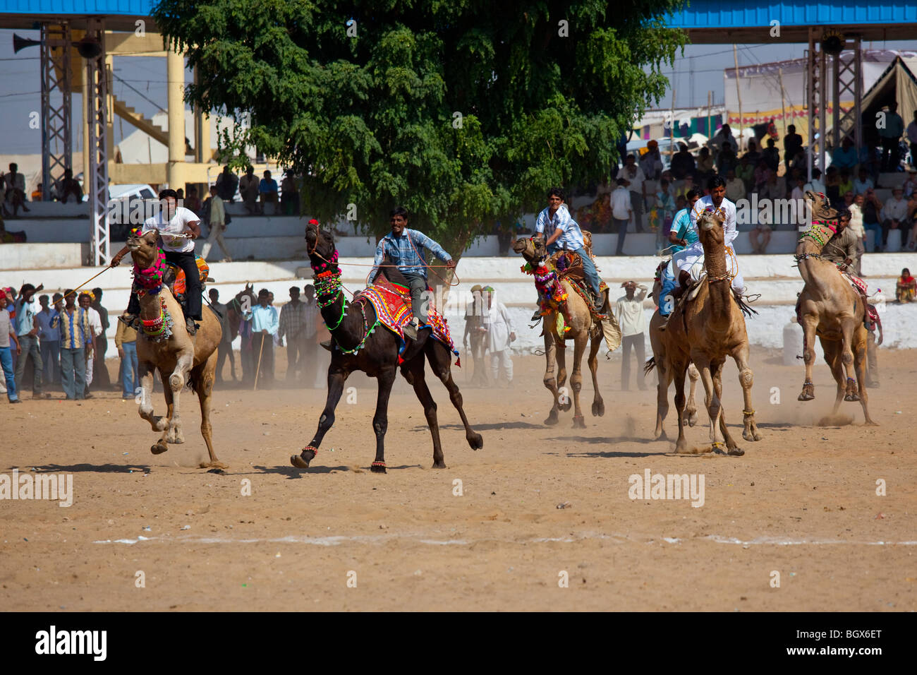 Kamelrennen auf dem Kamel Messe in Indien Pushkar Stockfoto