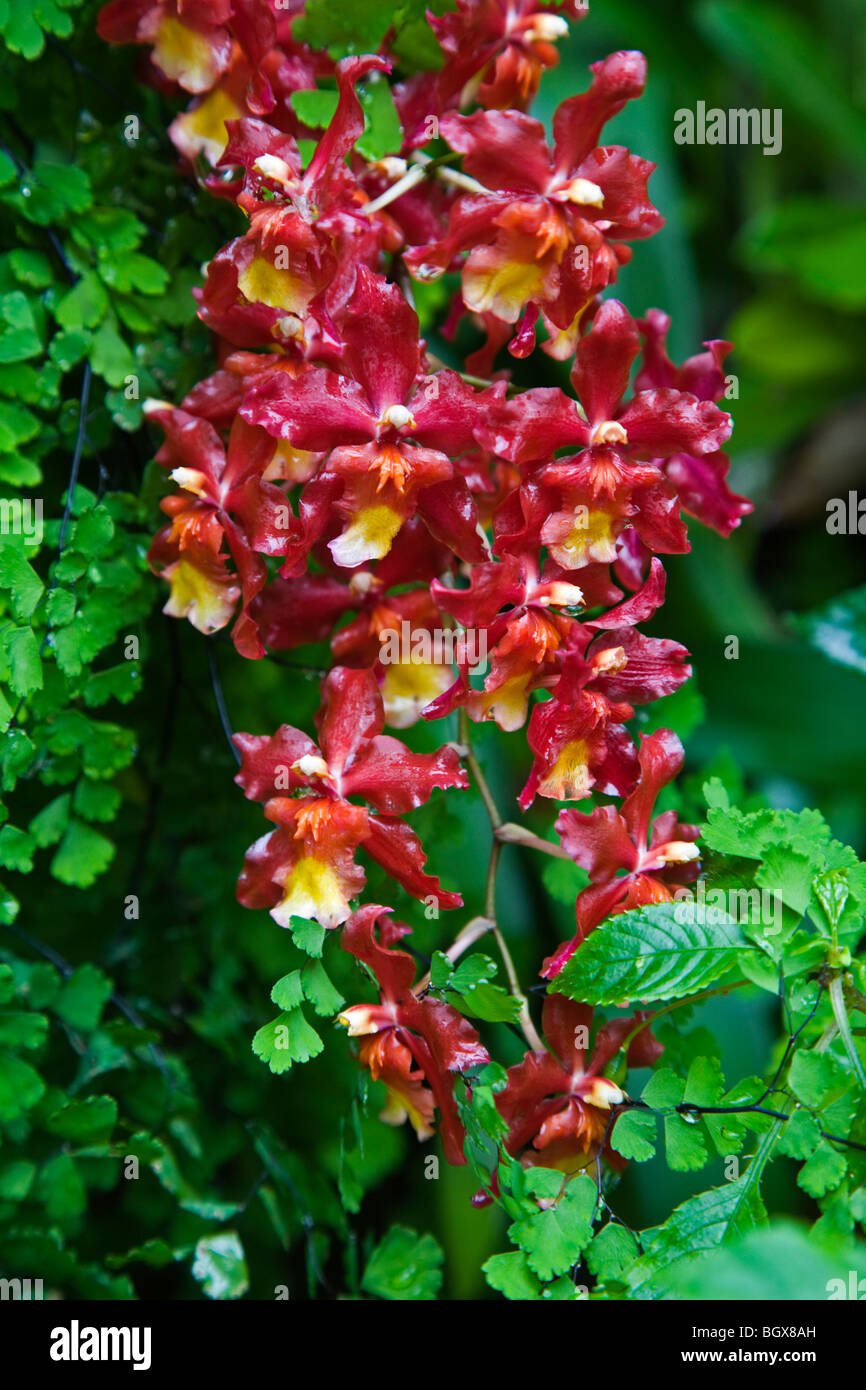 Orchideen blühen im CONSERVATORY OF FLOWERS befindet sich im GOLDEN GATE PARK - SAN FRANCISCO, Kalifornien Stockfoto