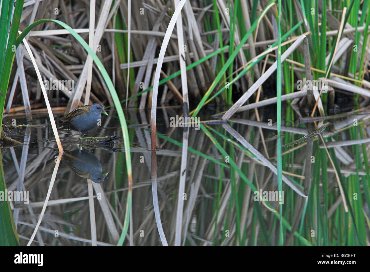 Little Crake Porzana parva Stockfoto