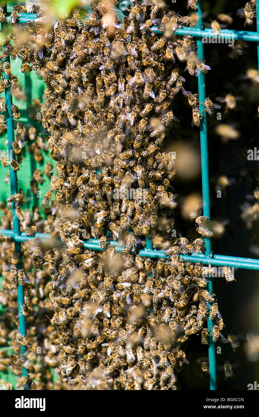 Bienen schwärmen Stockfoto