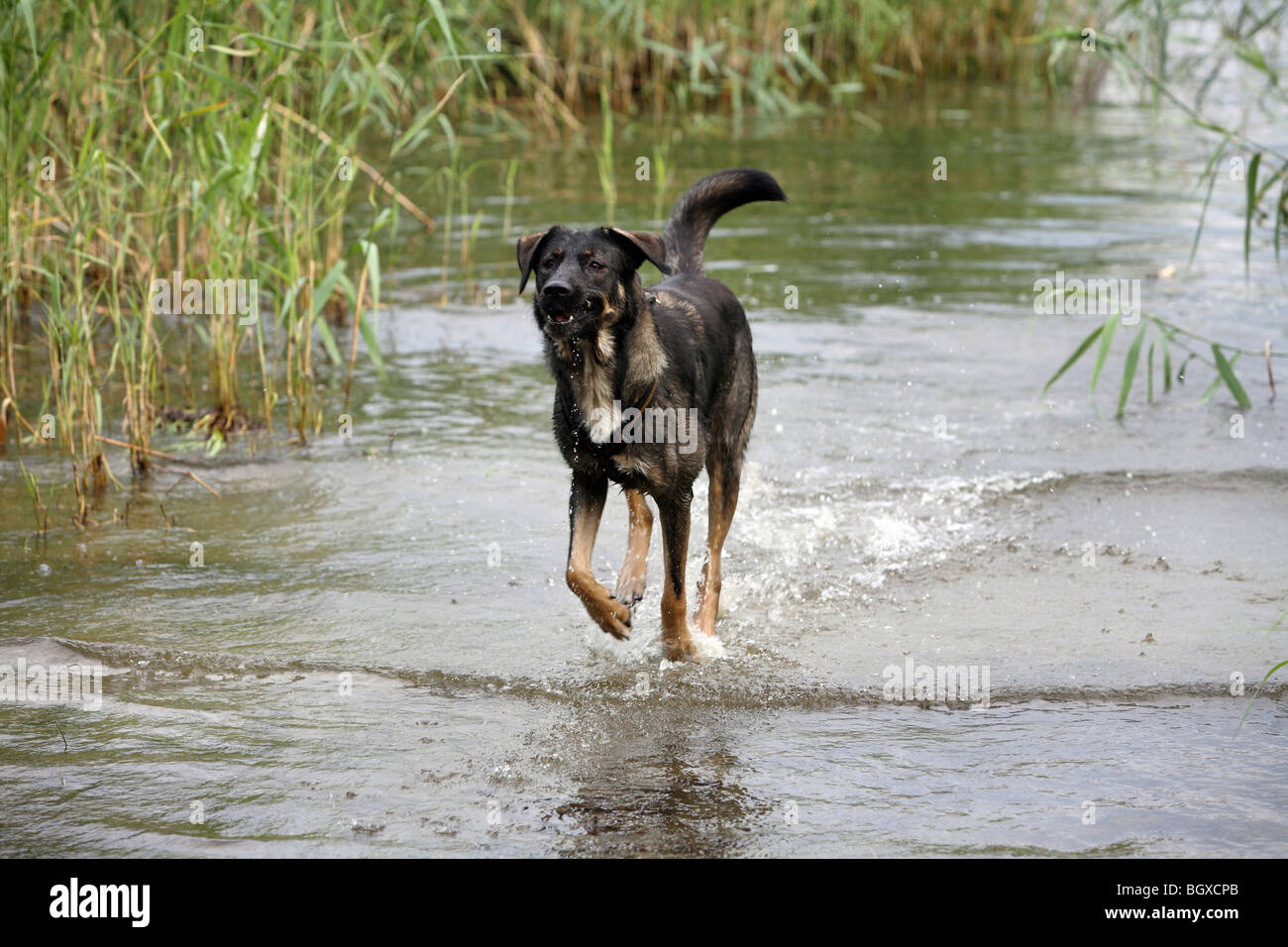 Hund läuft im Wasser, Usedom, Deutschland Stockfoto