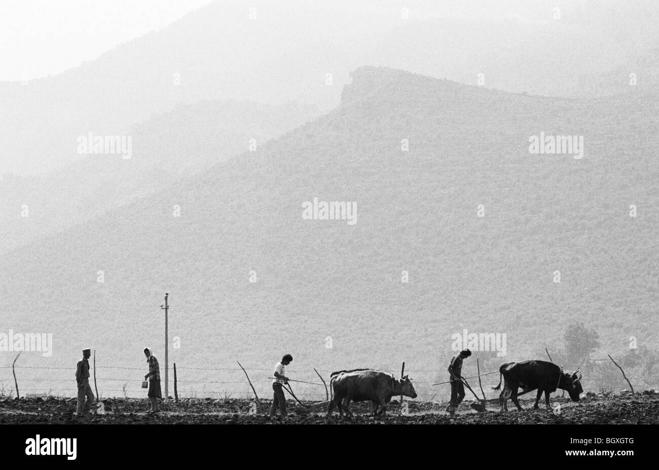 Die Felder pflügen und säen, Hani Hot, Nordalbanien, 1992. Stockfoto