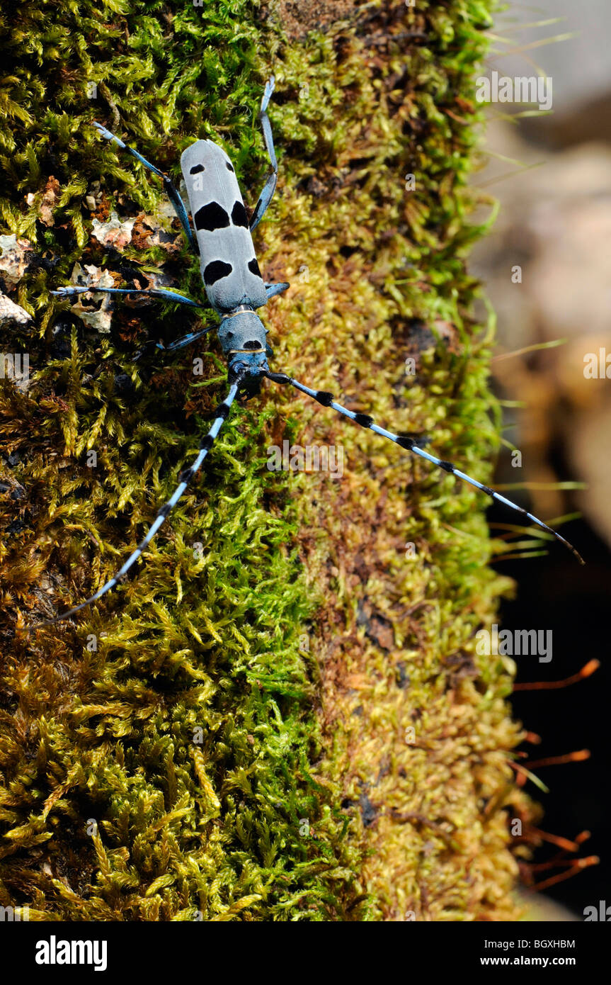 Rosalia Longhorn Beetle (Rosalia Alpina) Stockfoto