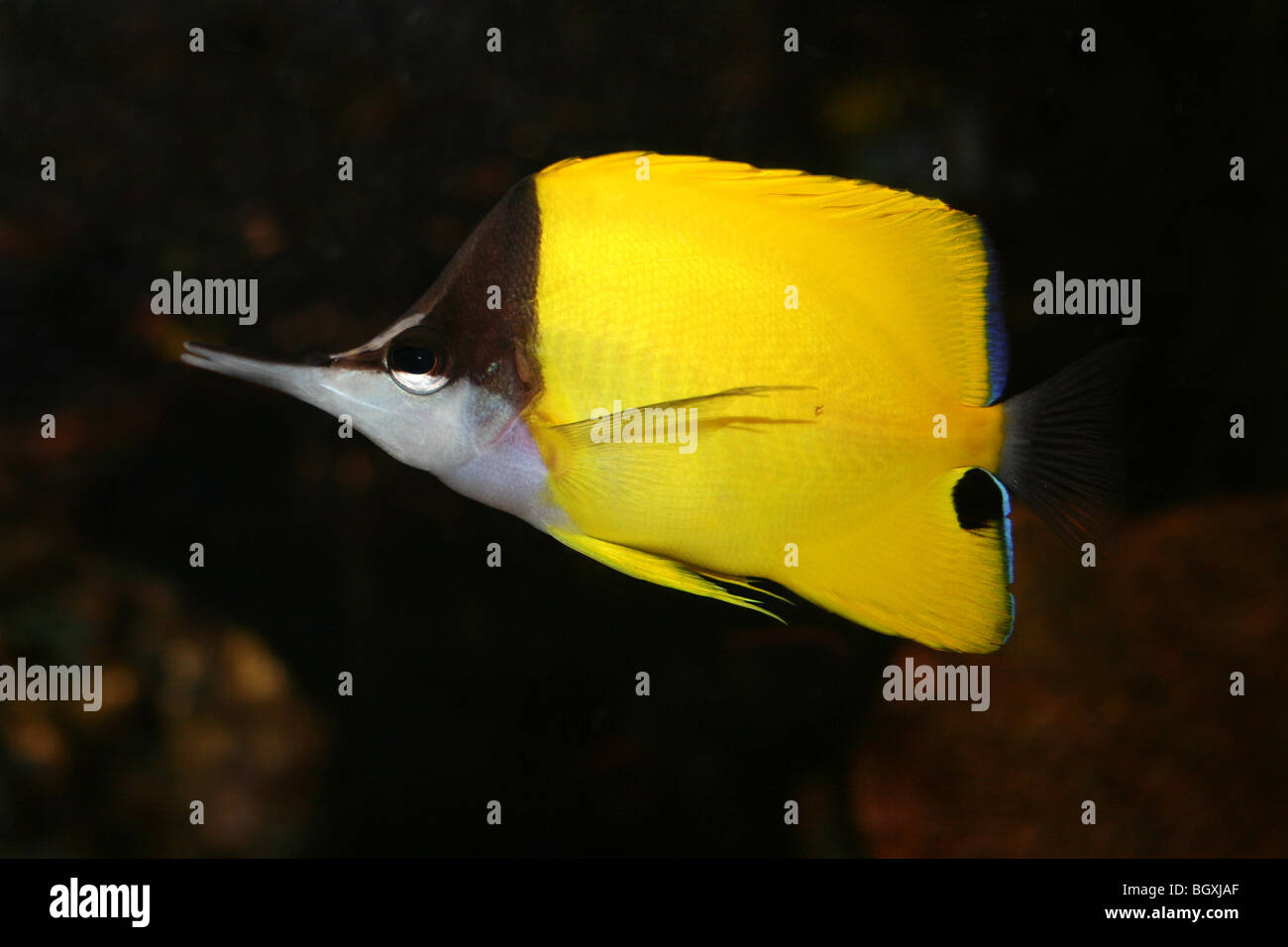 Gelber Langnasen Butterflyfish Forcipiger flavissimus Stockfoto
