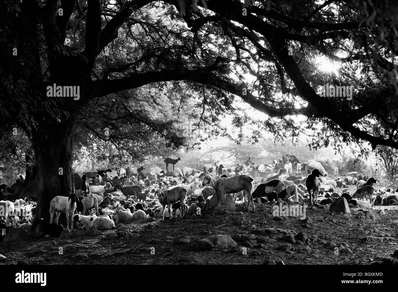 Ziege-herde Rast unter einem Baum in den ländlichen indischen Landschaft. Andhra Pradesh, Indien. Schwarz und Weiß Stockfoto