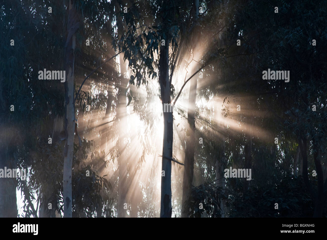 Sunburst durch Bäume in Indien, Silhouette Stockfoto