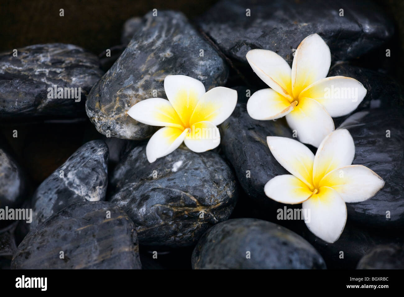 Frangipani Blumen und Spa Steinen Stockfoto