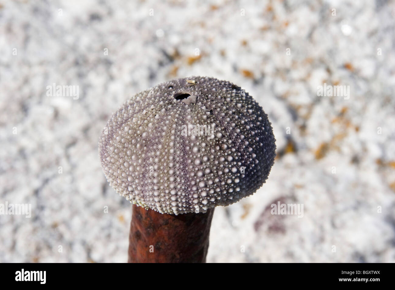 Ein Seeigel aus dem Wasser Stockfoto