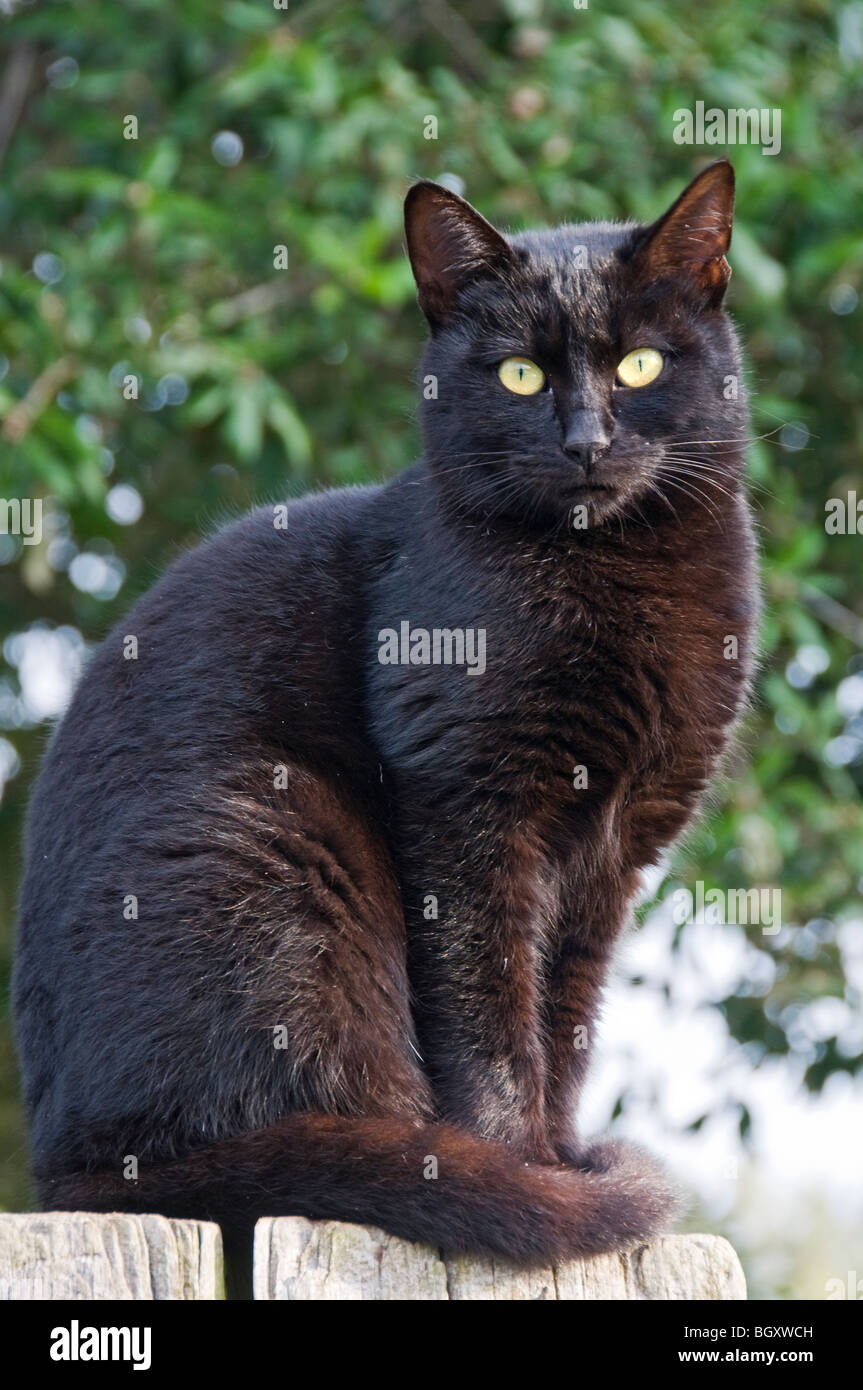 schwarze Katze Stockfoto